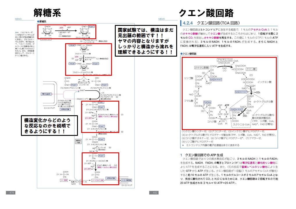 東京銀座オフライン販売 薬ゼミ 生物 一年間の講義板書、暗記まとめ - 本